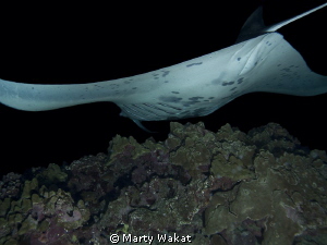 Kona Manta Ray Night Dive by Marty Wakat 